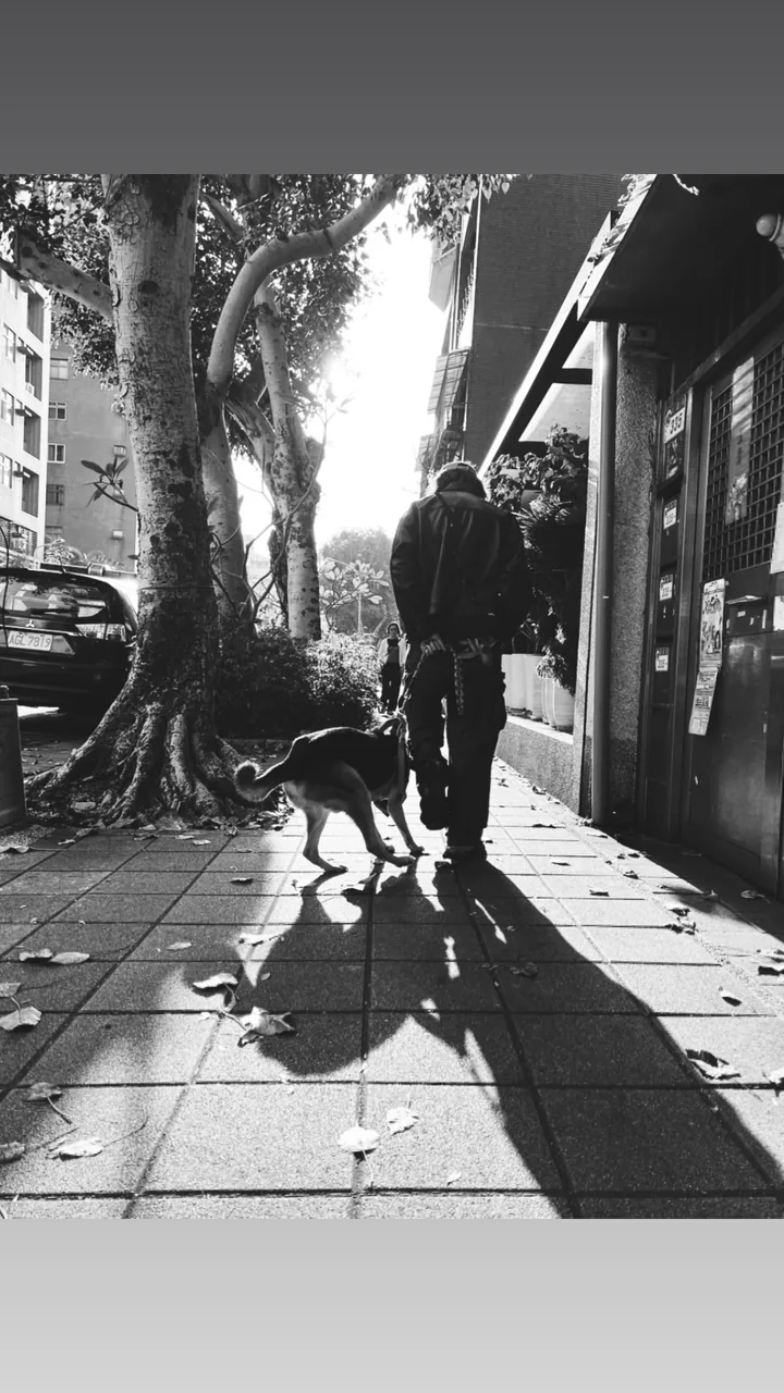 黑白街道上，一名成人牽著狗向前走，兩者的長影子落在人行道上。